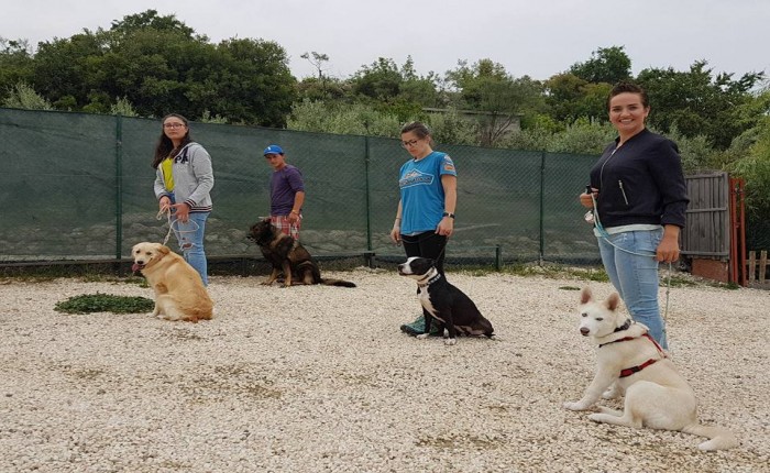 Sahibini Isıran Köpek?