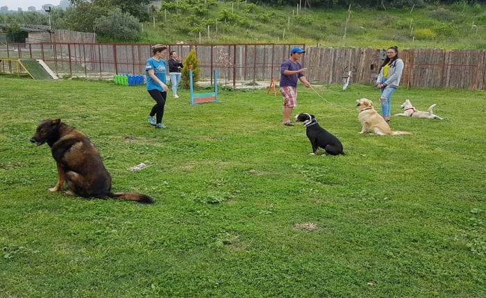 Bazen Köpekler Niçin Bu Kadar Zordur?