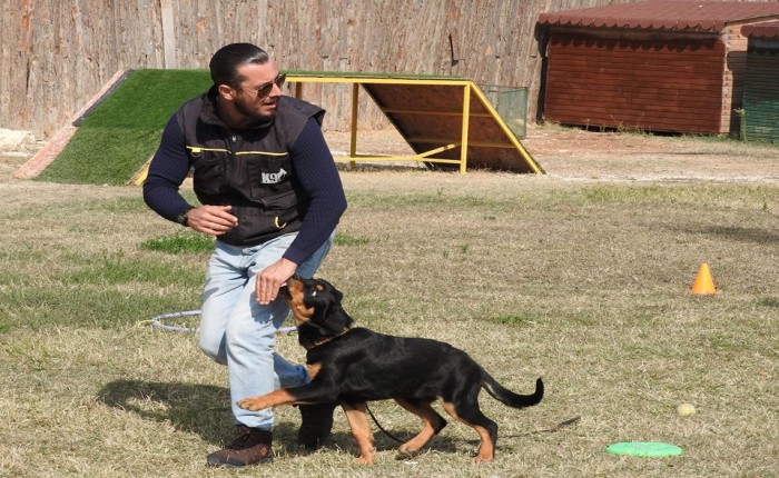 Köpek Bağlıyken Saldırganlığın Kontrolü