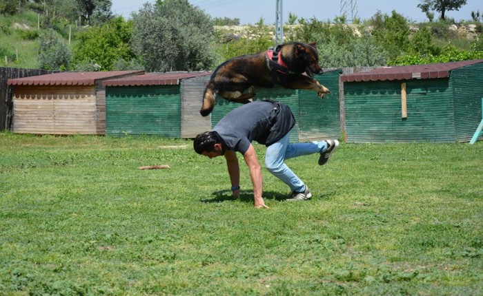 Köpek Nasıl Bakılmaz?