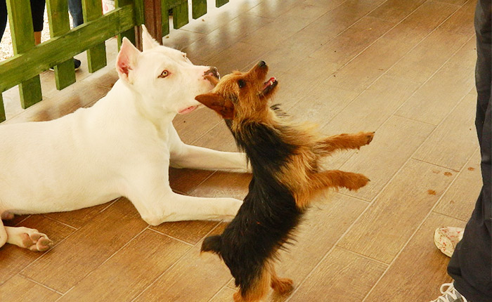 Yavru Köpek Eğitimi